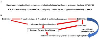 THIRSTY FOR FRUCTOSE: Arginine Vasopressin, Fructose, and the Pathogenesis of Metabolic and Renal Disease